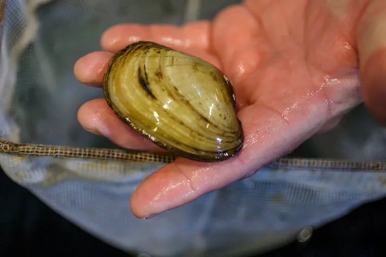 Detail of a large Yellow Lampmussel held by Lance Butler, a marine biologist with the Philadelphia Water Department, who works on the freshwater mussel program at Fairmount Water Works Interpretive Center hatchery.