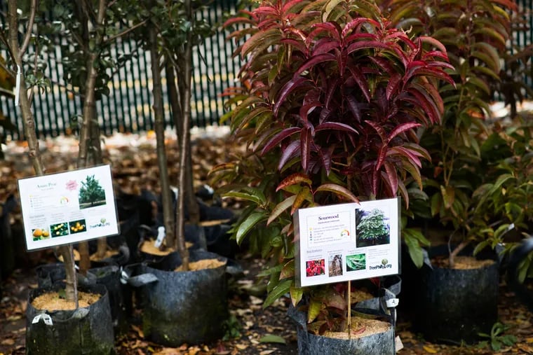 TreePhilly plans to expand its popular tree giveaway program.