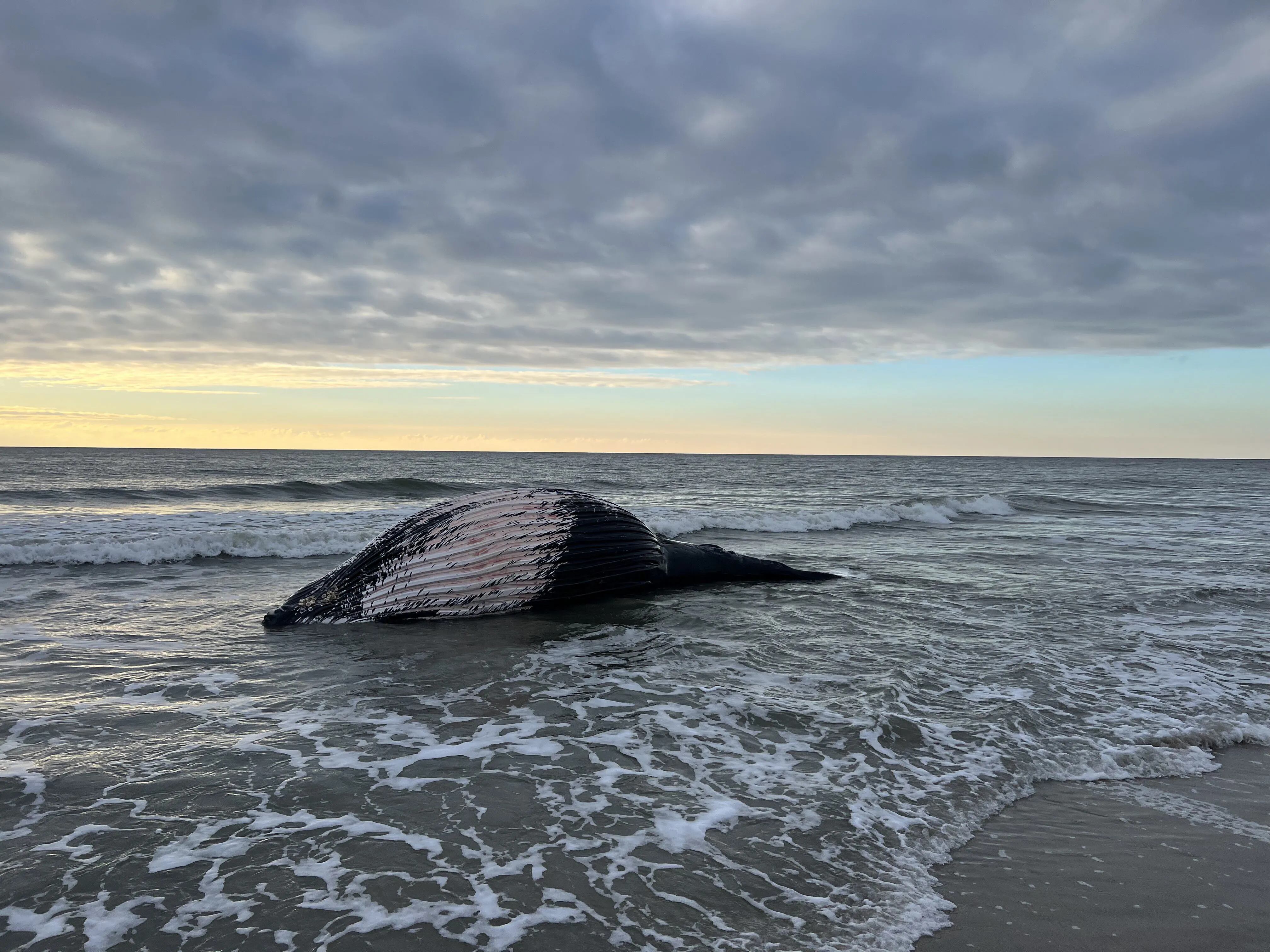 4th whale death in region reported in Va. Beach, officials say