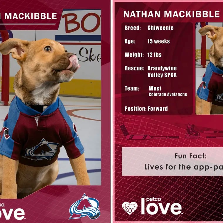 Nathan McKibble — aka Bobber — is representing the Avalanche, but is up for adoption through the Brandywine Valley SPCA.