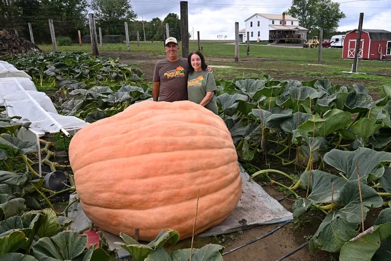 Dave and Carol Stelts pose with a pumpkin they’re growing at their farm, Dave & Carol's Valley Of Giants, in Enon Valley, Pa. Sept. 26, 2024. The Stelts are surrounded by the vines from the one plant.