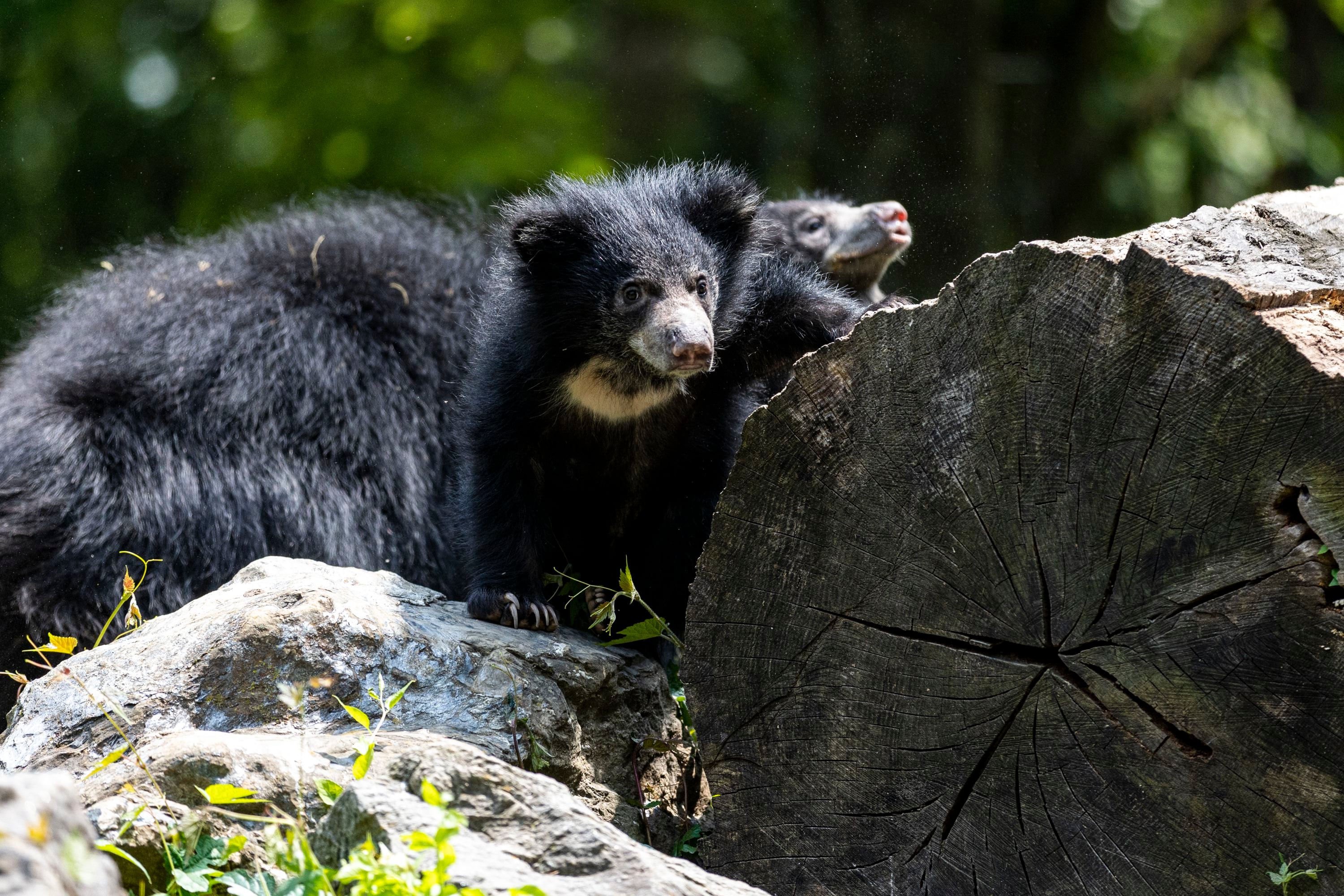 3000px x 2000px - The Philadelphia Zoo has new sloth bear cubs. Vote on their names!