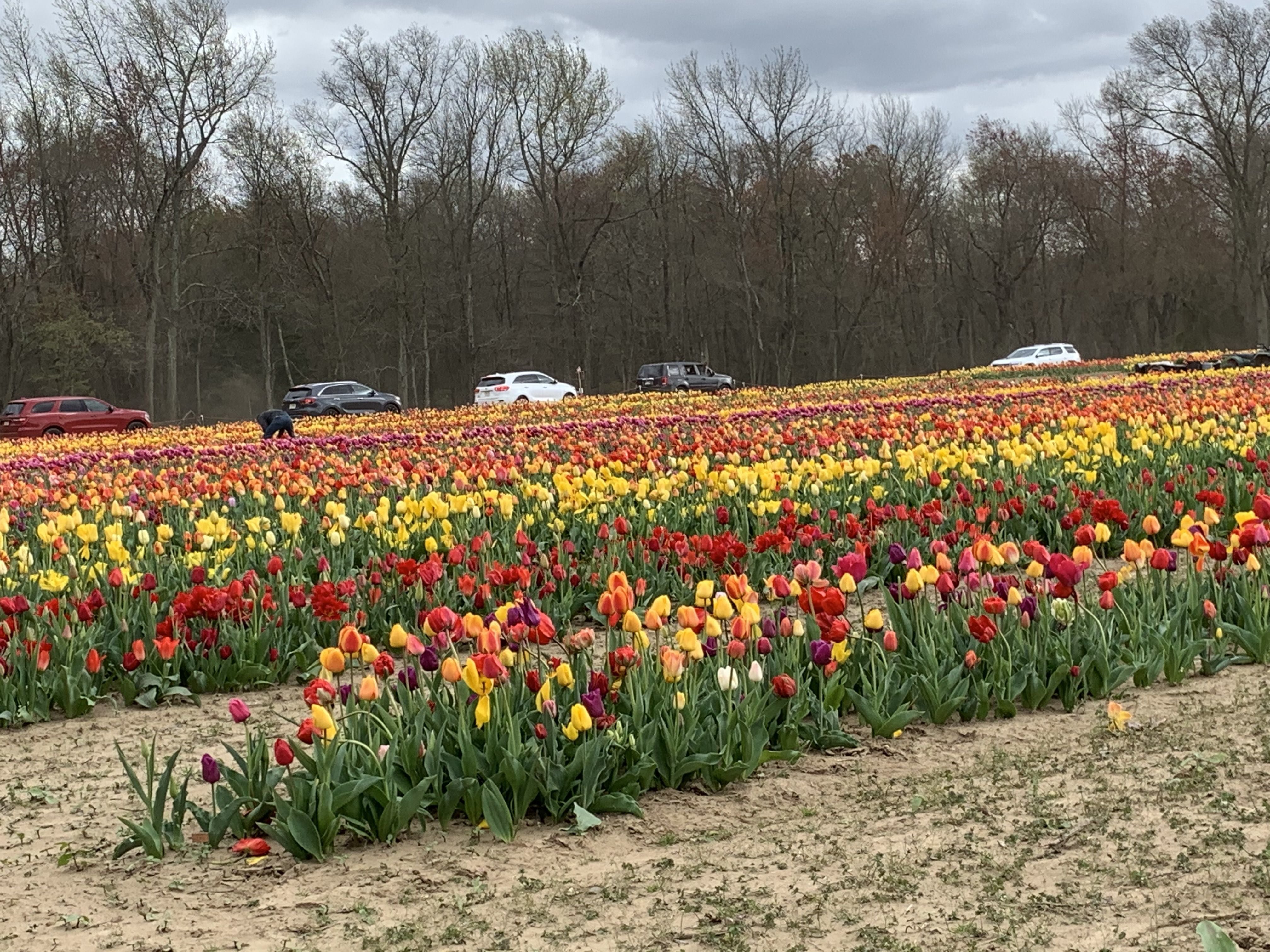 Tulip Garden In New Jersey Fasci Garden