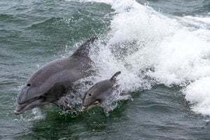 The BEST New Jersey Dolphin & whale watching 2023 - FREE