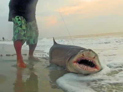 Shark attack along New Jersey shoreline 