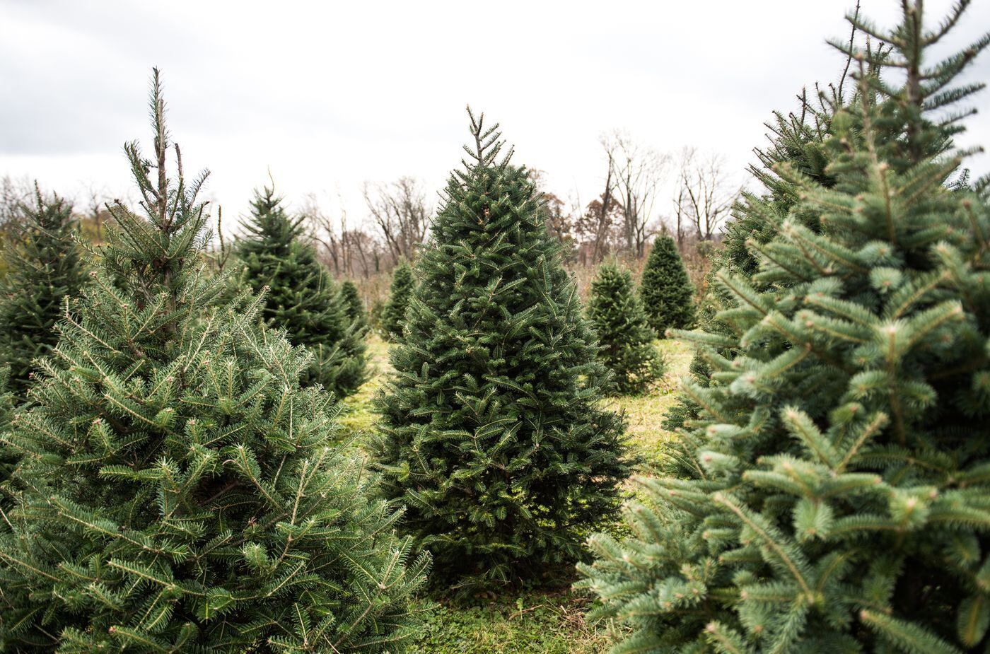 How to pick (and maintain) the perfect Christmas tree this holiday season