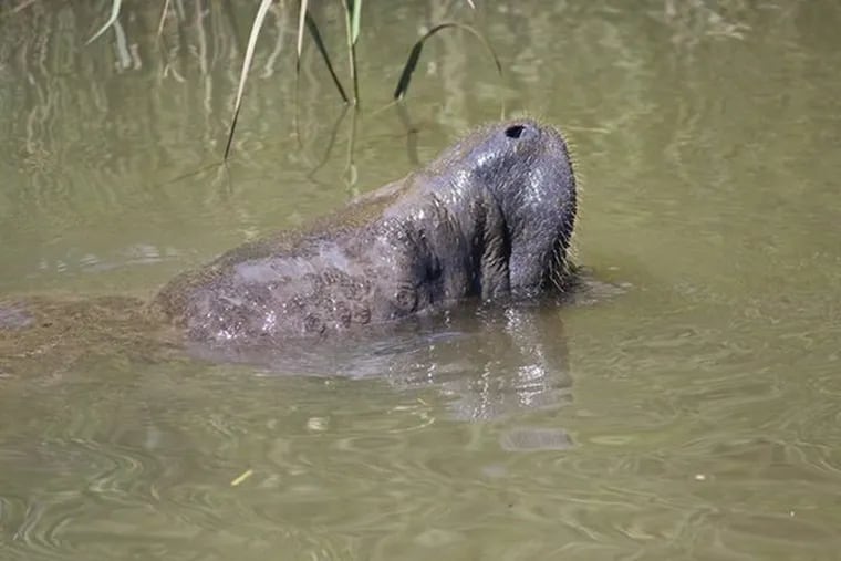 This manatee was photographed in the Chesapeake and Delaware Canal on July 23, 2015.