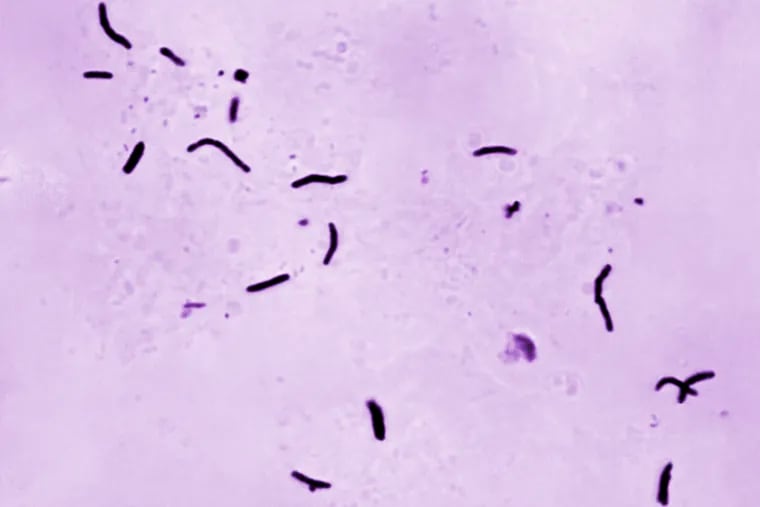 This 1966 microscope photo provided by the U.S. Centers for Disease Control and Prevention shows Mycobacterium tuberculosis bacilli, the organism responsible for causing the disease tuberculosis. The number of U.S. tuberculosis cases in 2023 were the highest in a decade, according to the CDC.