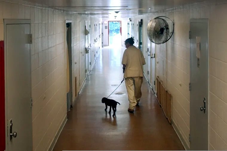 New Jersey's Edna Mahan Correctional Facility inmate Mary Tobin, walking a puppy down a cell block hallway as part of a program called Puppies Behind Bars, where dogs are cared for until they are ready to be expertly trained to detect explosives or as guide dogs for the blind. Dozens of corrections officers at New Jersey's only women's prison have been placed on paid leave following allegations that staff brutally beat and sexually assaulted inmates there.