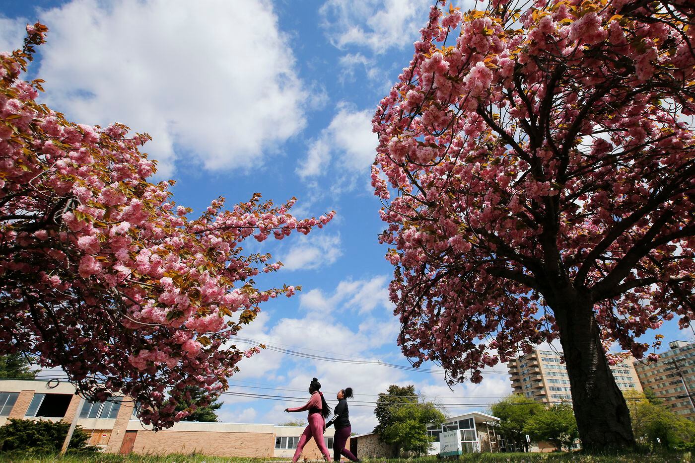 We’ve been waiting for a week like this in Philly; so have the tree pollen. With June-like temperatures expect a pollen harvest 