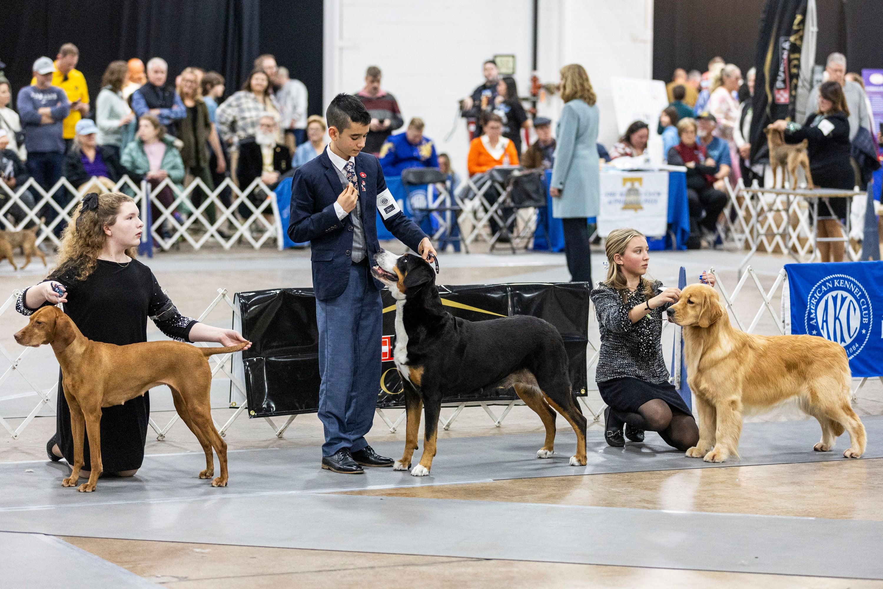 Kennel club shops dog show