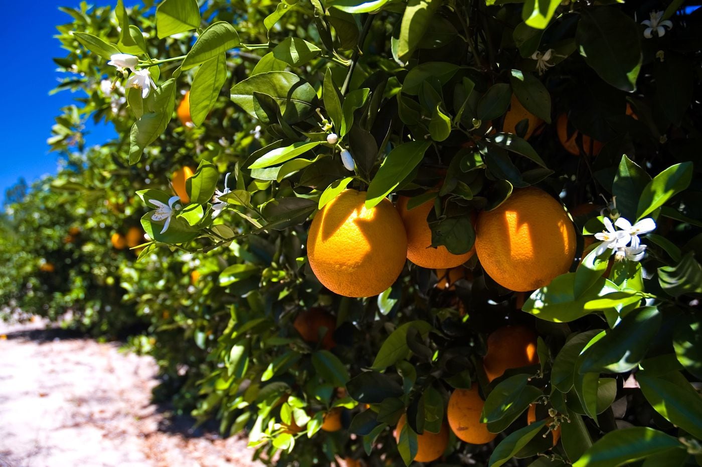 As Florida Citrus Fades, Farmers Diversify With A Store, A Maze, And ...