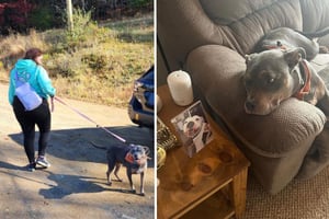 It was meant to be': Woman at animal shelter adopts dog wearing her late  pet's donated bandana