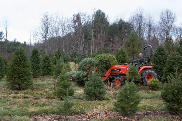 Gary Hague works at his Christmas tree farm in Tunkhannock, Wyoming County, in 2018. He said a spring freeze affected his supply of trees.