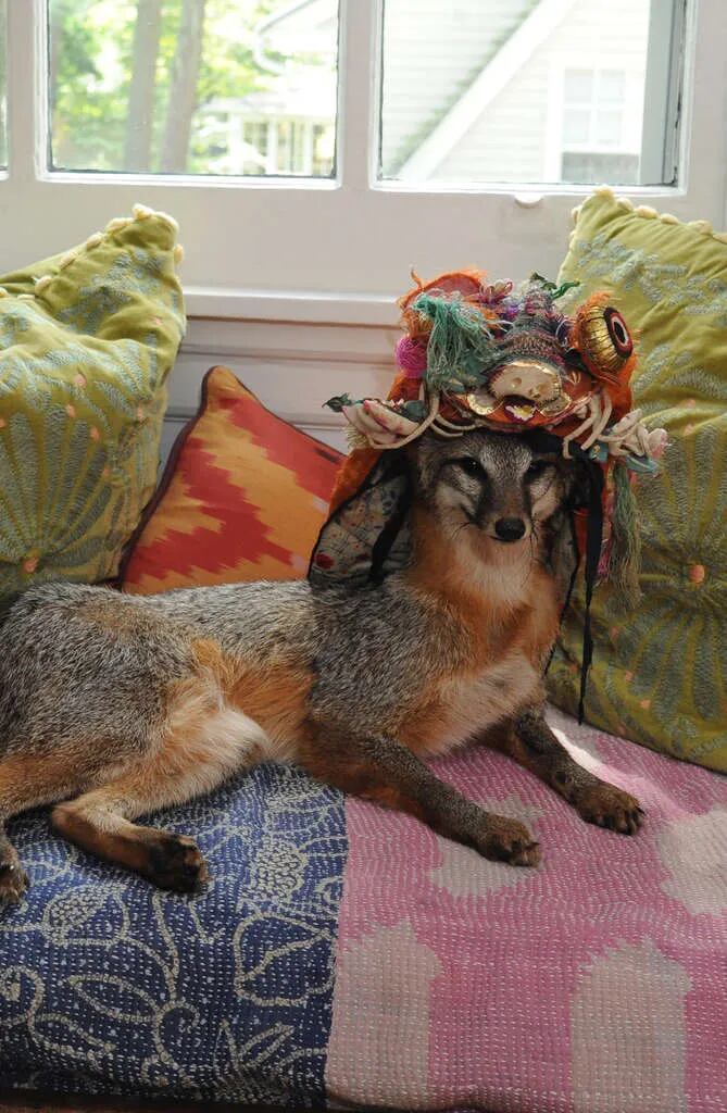Worcester's Ecotarium mourns Socks the fox, animal ambassador
