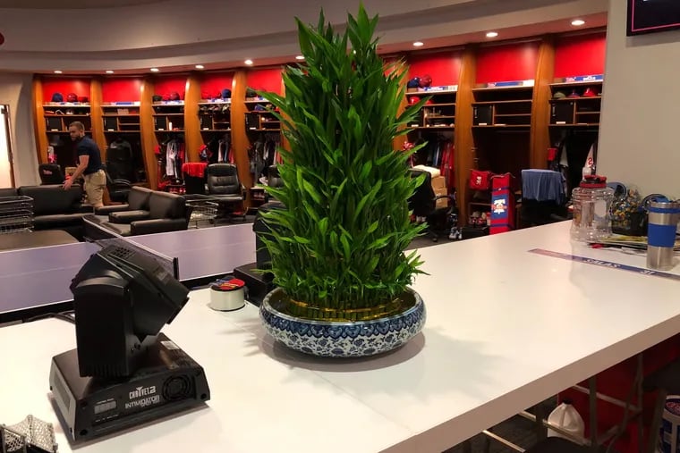 Brad Miller's lucky bamboo plant, which he purchased in Chinatown on Monday.