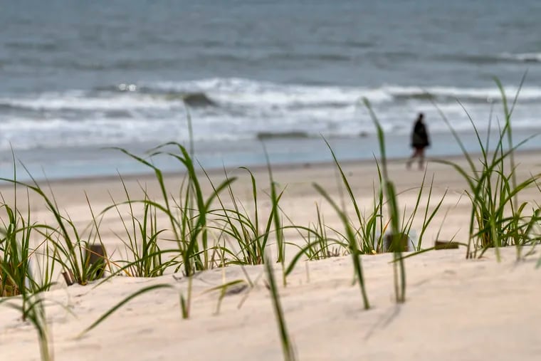 A person strolls past dune grass at the Jersey Shore in May. Dune grass on the beach in Stone Harbor in May. Surf temperatures this week at the Shore have been close to the May averages.