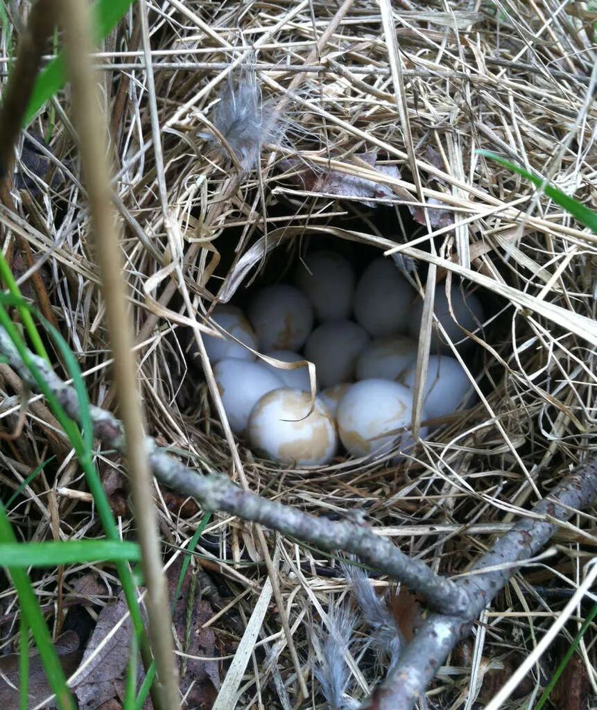 Summer Backroads Collection, Three Bird Nest