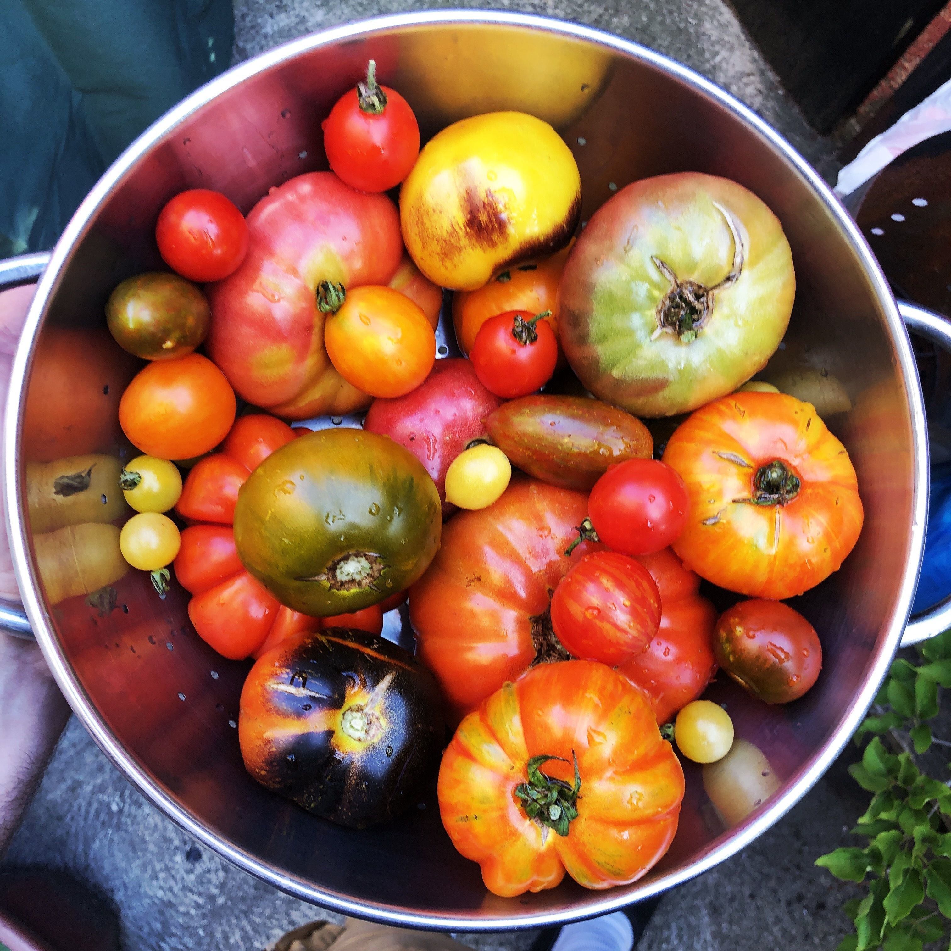 Organic Rainbow Slicer Tomato Collection - Annie's Heirloom Seeds