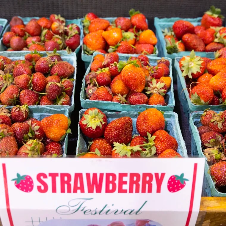 Strawberries for sale at Shady Brook Farm in Yardley, PA on June 5, 2024.
