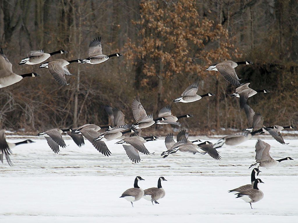 Canada geese can you eat outlet out