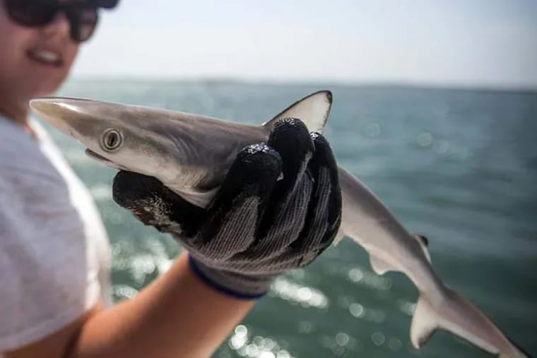 A young male Atlantic Sharpnose Shark near Cape Lookout in the Outer Banks of North Carolina. This is the same species that was found with cocaine in its system in Brazil.