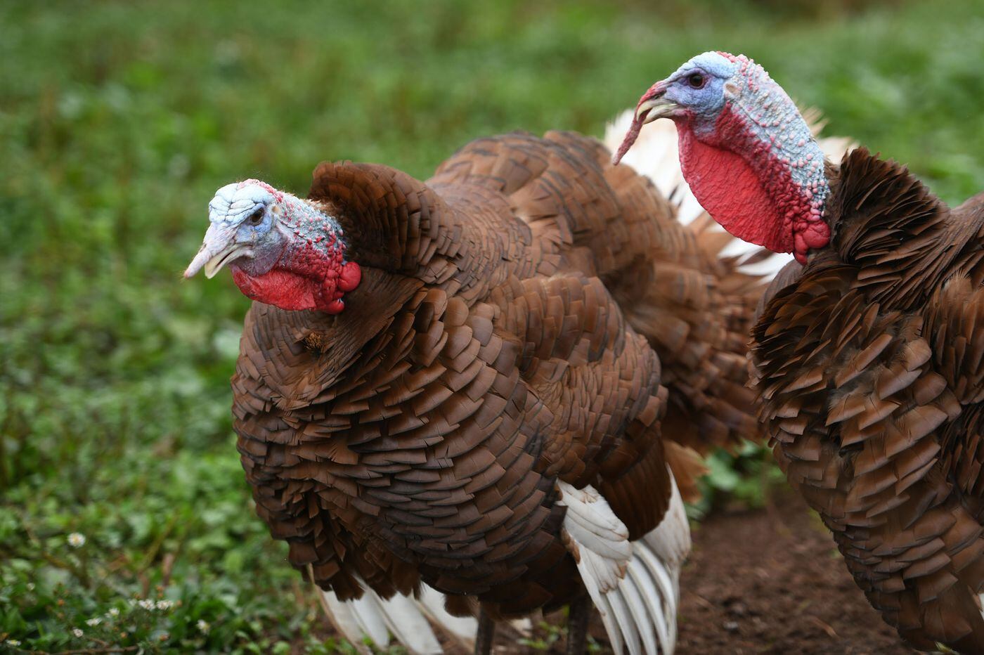 Will The Pandemic Shrink Your Thanksgiving Turkey Don T Count On It