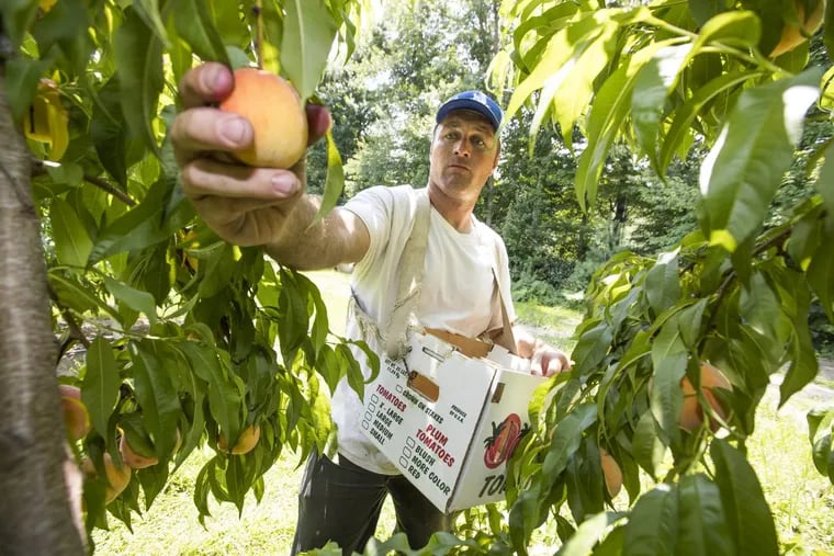 Matt Duffield picks peaches in the orchards at Duffield’s Farm Market in Sewell, N.J.