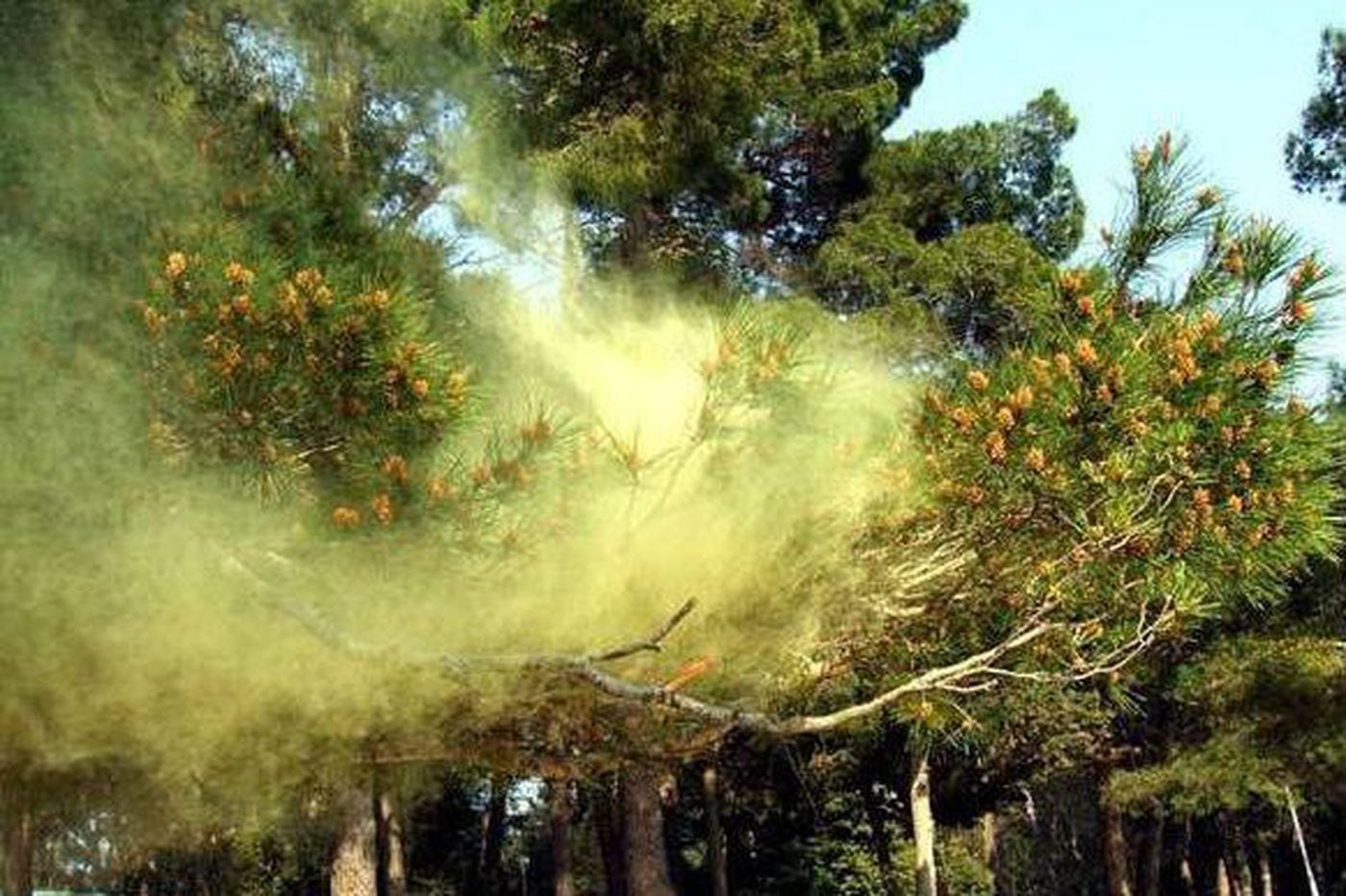 Could That Viral Pollen Cloud Be Real Well These Are Extreme Times Experts Say