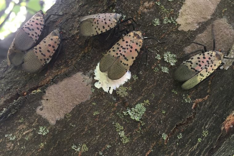 spotted-lanternfly-eggs-are-easy-to-kill-if-you-know-how-to-find-them