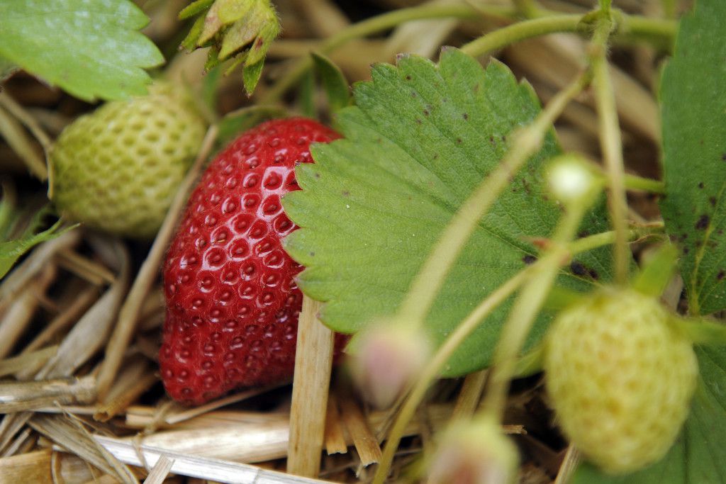 Local farm offers fresh produce picked the day you get it