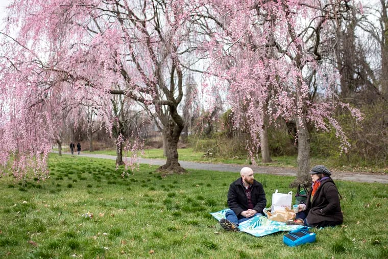 Vick Aita and Suzanne Francis, of Ardmore enjoy an outdoor picnic amid the cherry blossoms in Fairmount Park in March. This could be another year for early blooms.