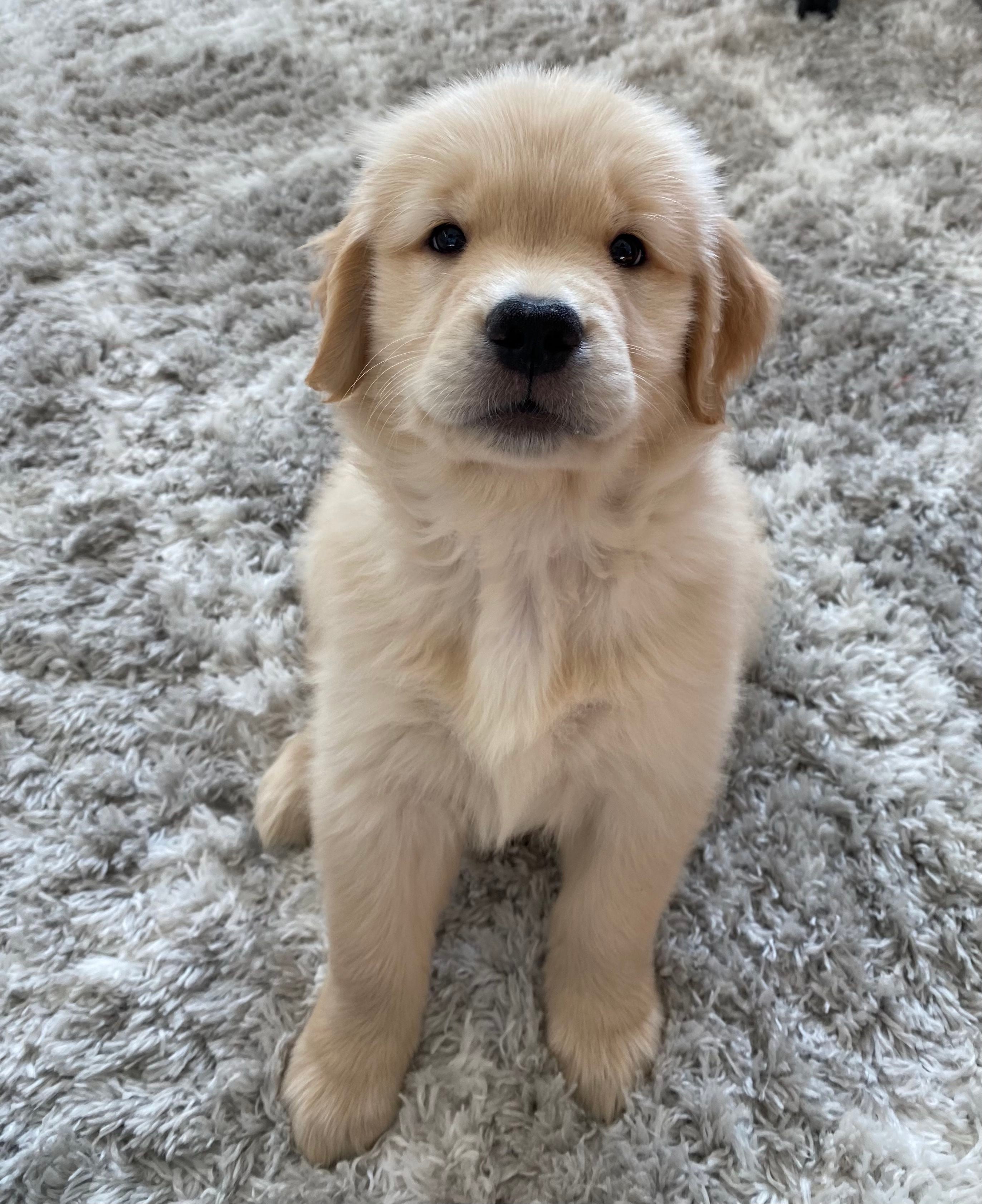 Philadelphia Flyers' Ivan Provorov's puppy Drake is Instagram and