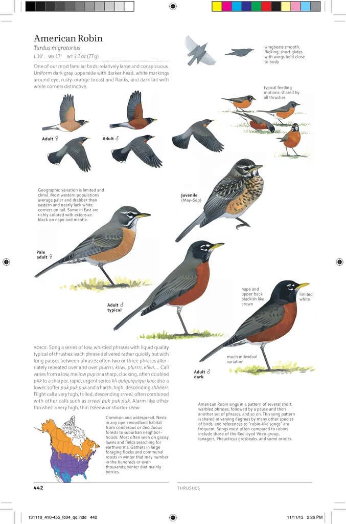 This Robin Is A Rare Bird - Sports Illustrated Vault