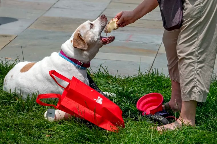 Angela Freeman feeds Iris, her 10-year-old pointer mix, a bite of her turkey hoagie during Wawa’s Hoagie Day on Independence Mall in 2023. The annual free event features tributes to local heroes with entertainment and seven tons of free hoagies.