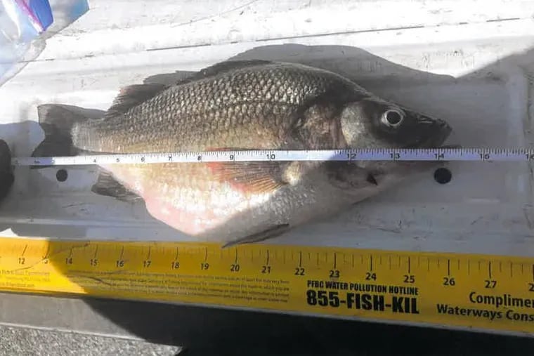 A Pennsylvania record white perch of 2 pounds, 1 ounce was caught in April in the Delaware River near the Commodore Barry Bridge by Christopher Barrett, 19, of Mohnton, Berks County.