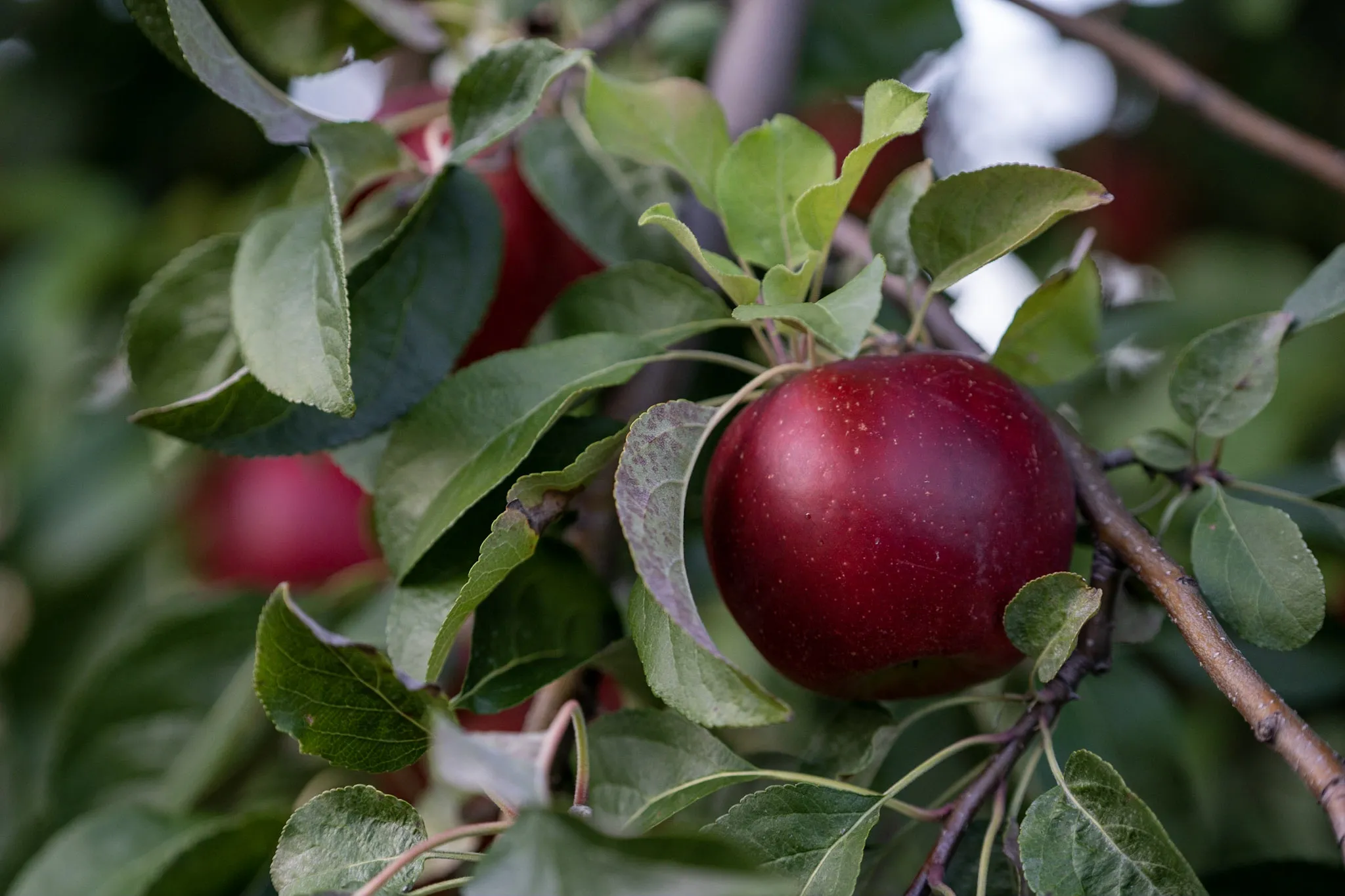 Apples at Solebury Orchards on a sunny day, unlike the five this fall that they had to refund pick-your-own tickets due to weather.