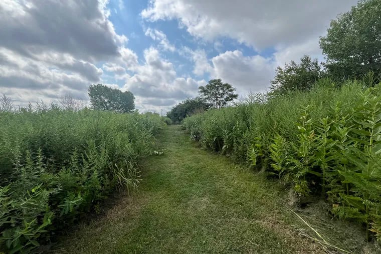 Views from a meadow in Bartram's Gardens in Southwest Philadelphia in late July.