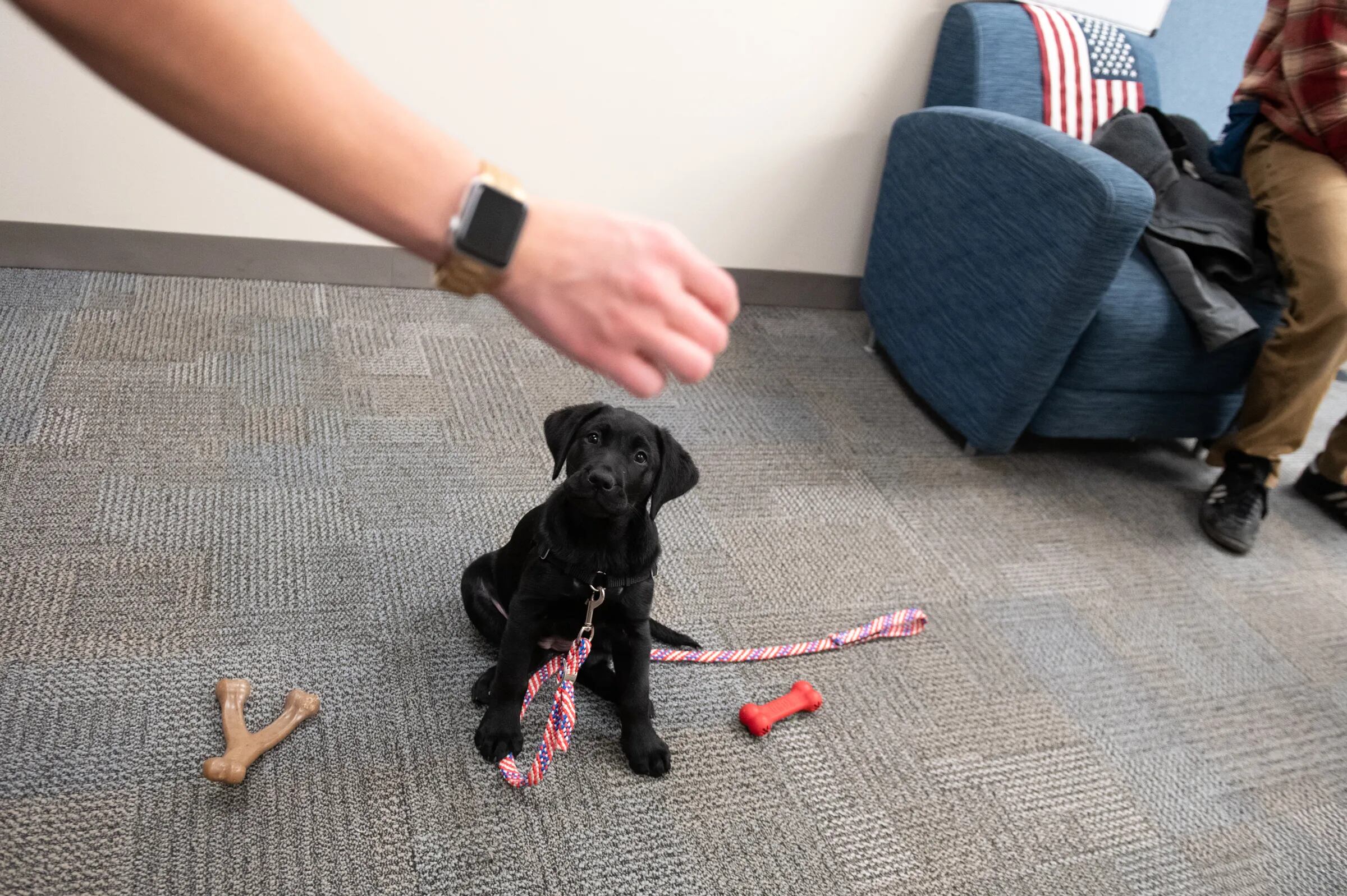 Service Pup-In-Training Joins the Philadelphia Phillies – NBC10