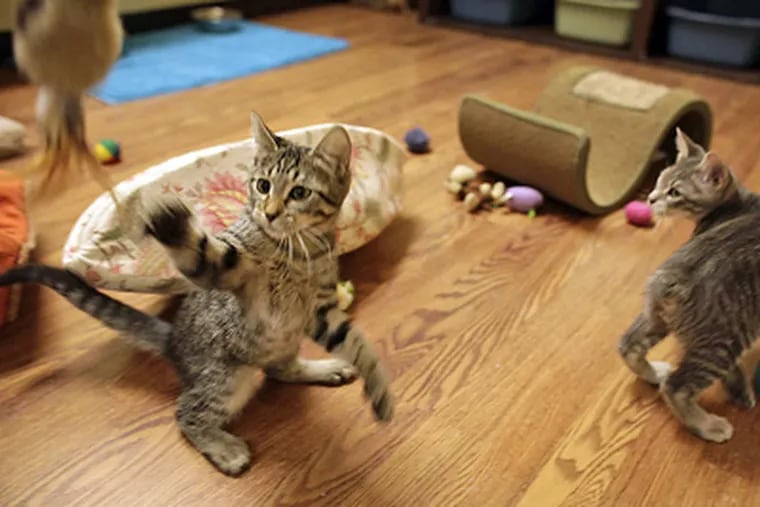 Cats play in the iPet Companion virtual playroom at Best Friends Pet Adoptions and Spay/Neuter Center in Los Angeles, California. (Brian van der Brug/Los Angeles Times/MCT)