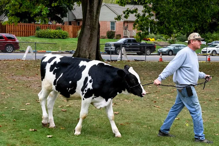 Rob Warihay of Manheim walks his daughter’s dairy beef steer to calm him down before she shows him in competition at the 105th Ephrata Fair on Sept. 24 in Lancaster County, where support for Trump remains strong but Democrats are trying to make up ground.