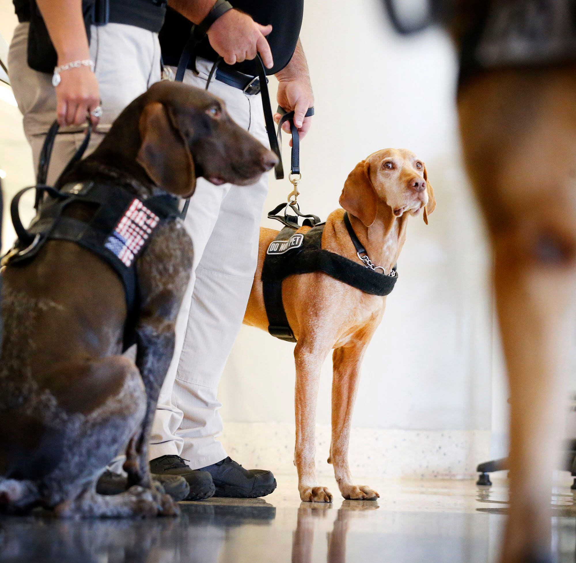 what are airport dogs sniffing for