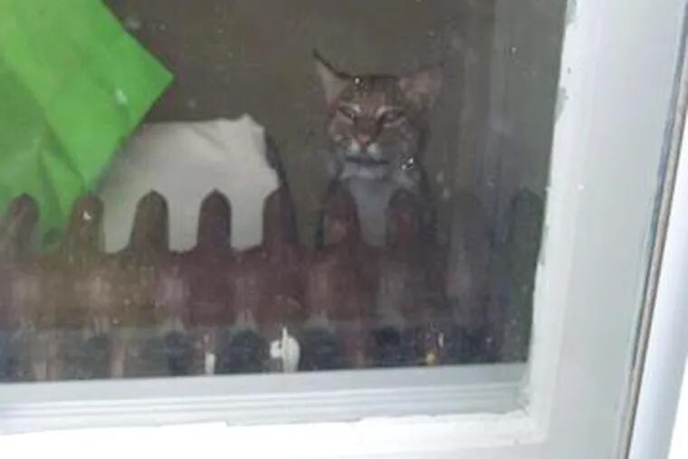 Bobcat Sneaks Into NJ Home 