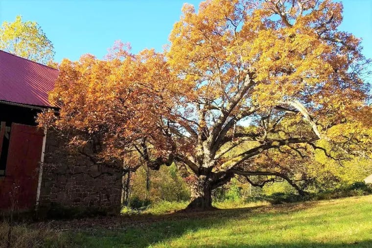 400-year-old 'William Penn' oak preserved, along with Chester County farm