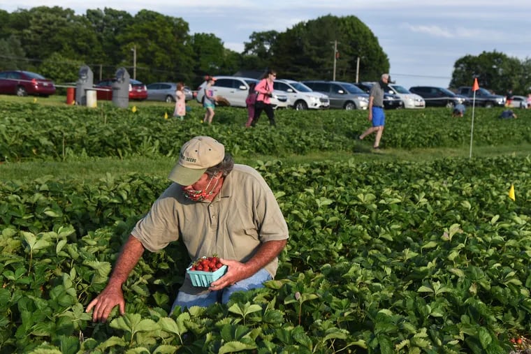 John Shenk picks strawberries at his Shenk's pick-your-own Berry Farm in Lititz last June. The recent dry spell evidently has been a plus for local crops.