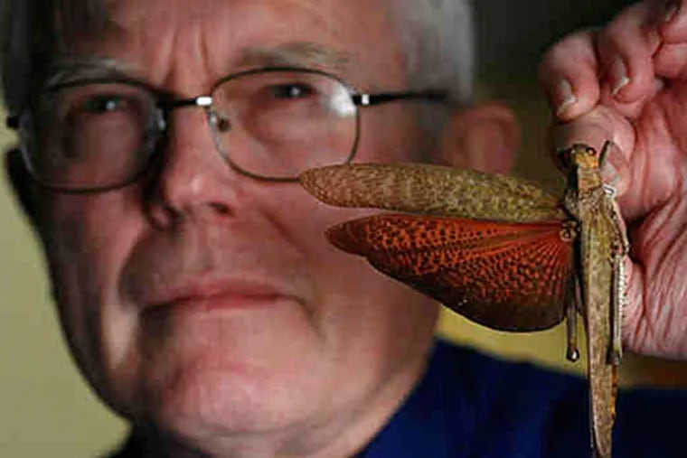 Daniel Otte of the Academy of Natural Sciences tracks insects, such as this grasshopper. (Michael S. Wirtz / Staff)