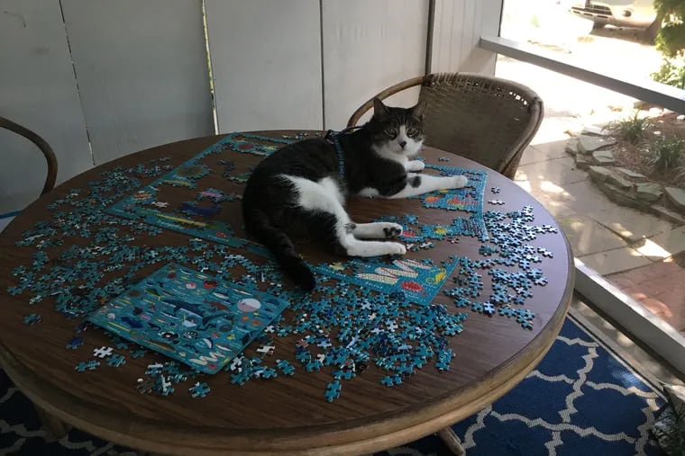 Puzzle Pets on Porch - 1000 pièces -Bluebird-Puzzle-F-90535