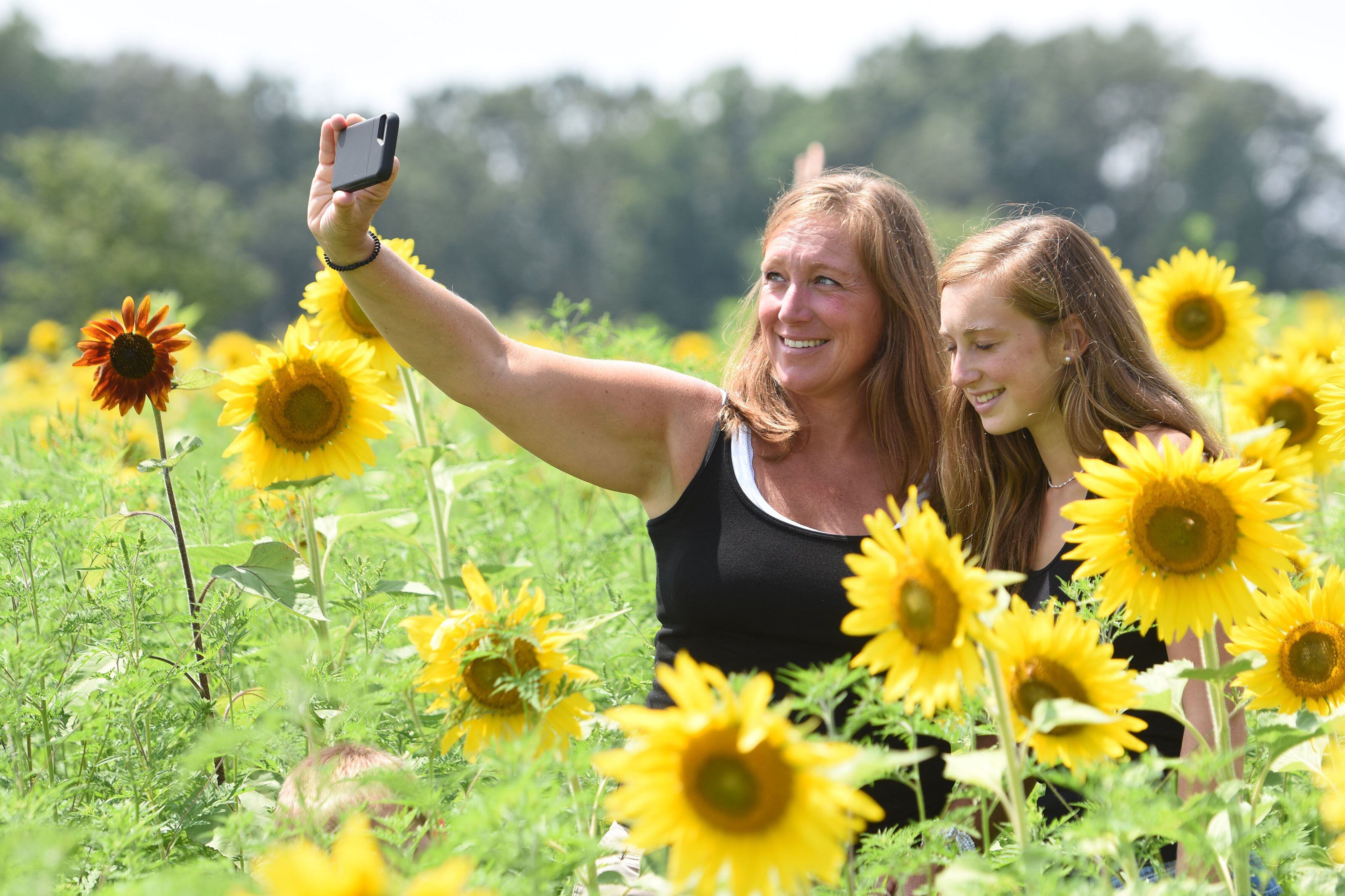 A 'field of her dreams': Man plants thousands of sunflowers to