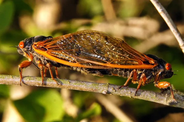 Will Brood X cicadas come to Philadelphia? The city might miss the hype ...