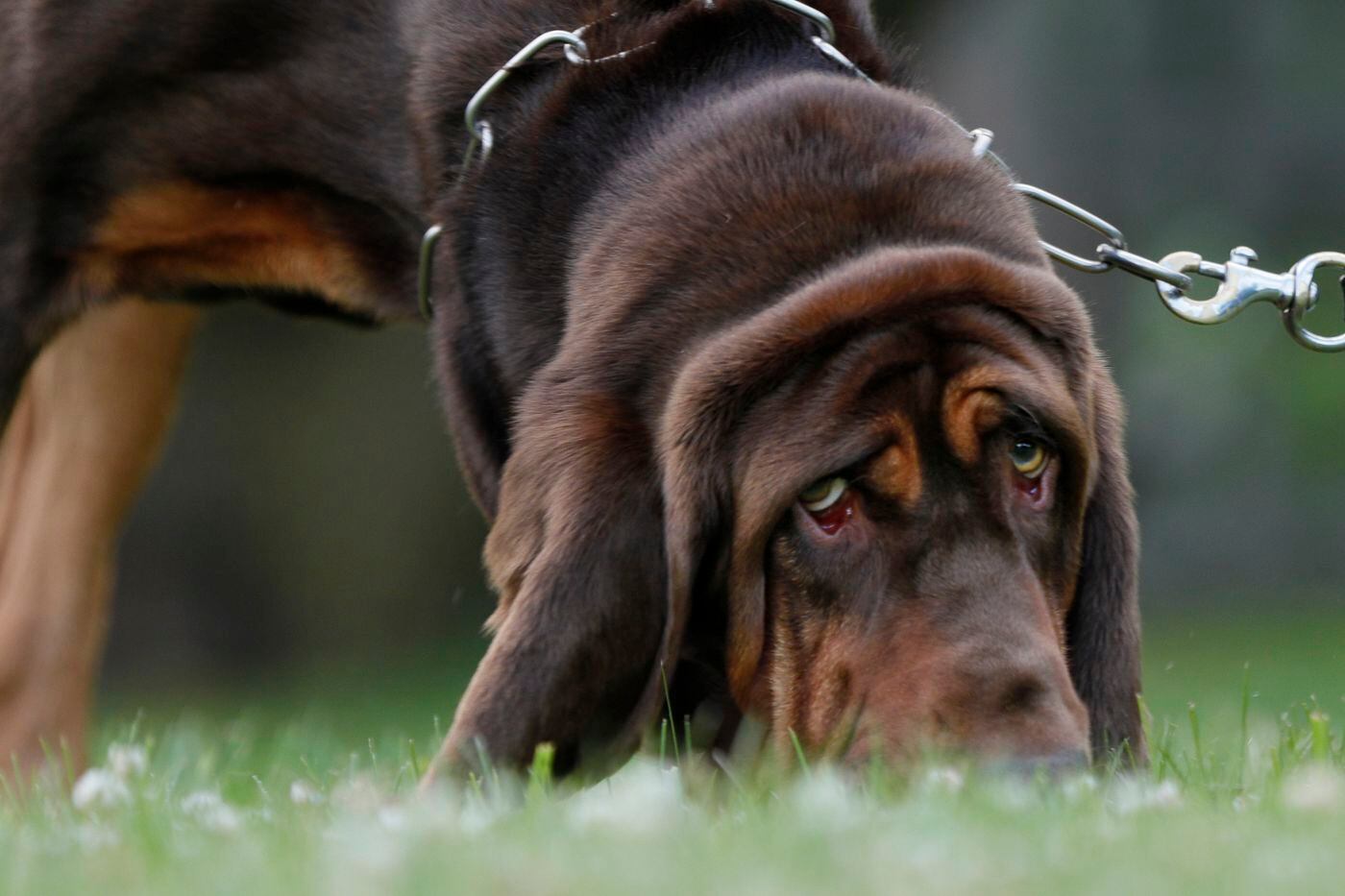 This Haddonfield police bloodhound found a missing child in just 15 minutes